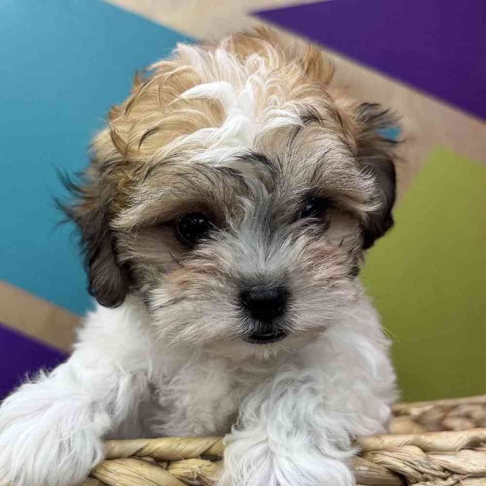 carousel pet images