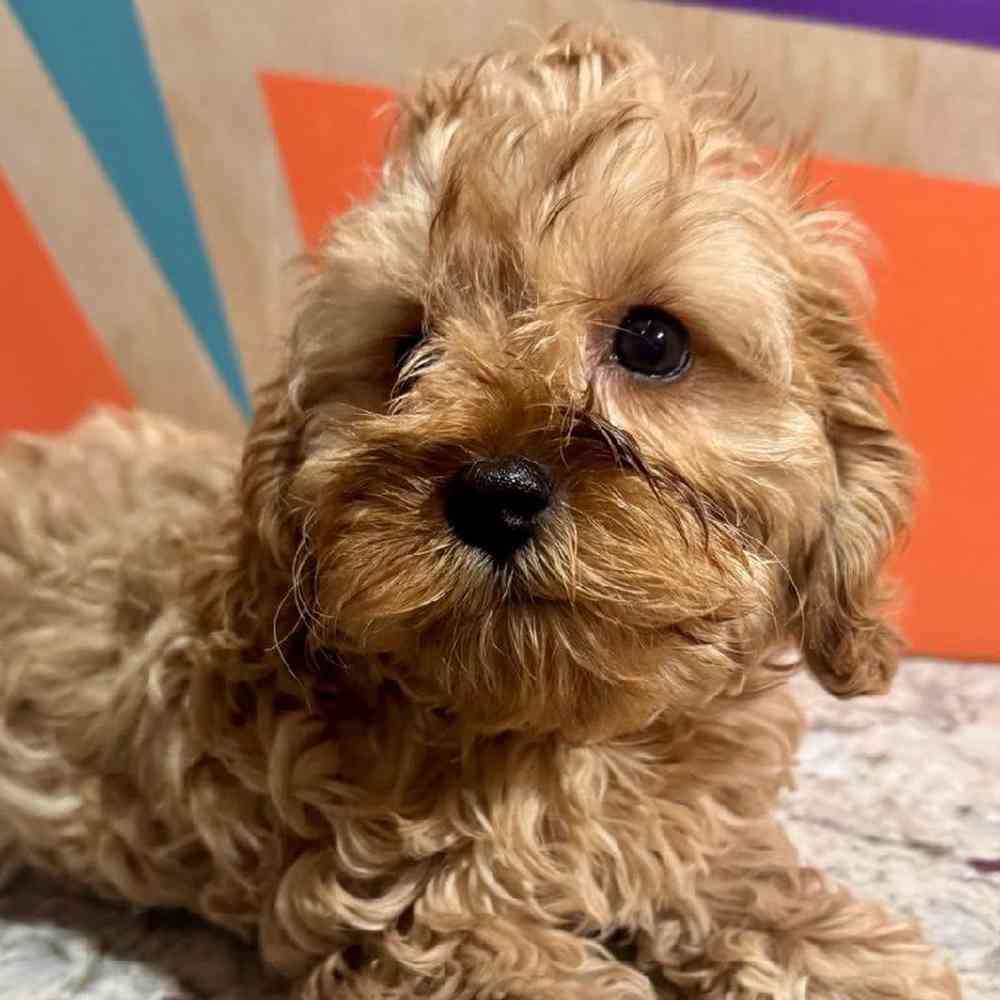 carousel pet images