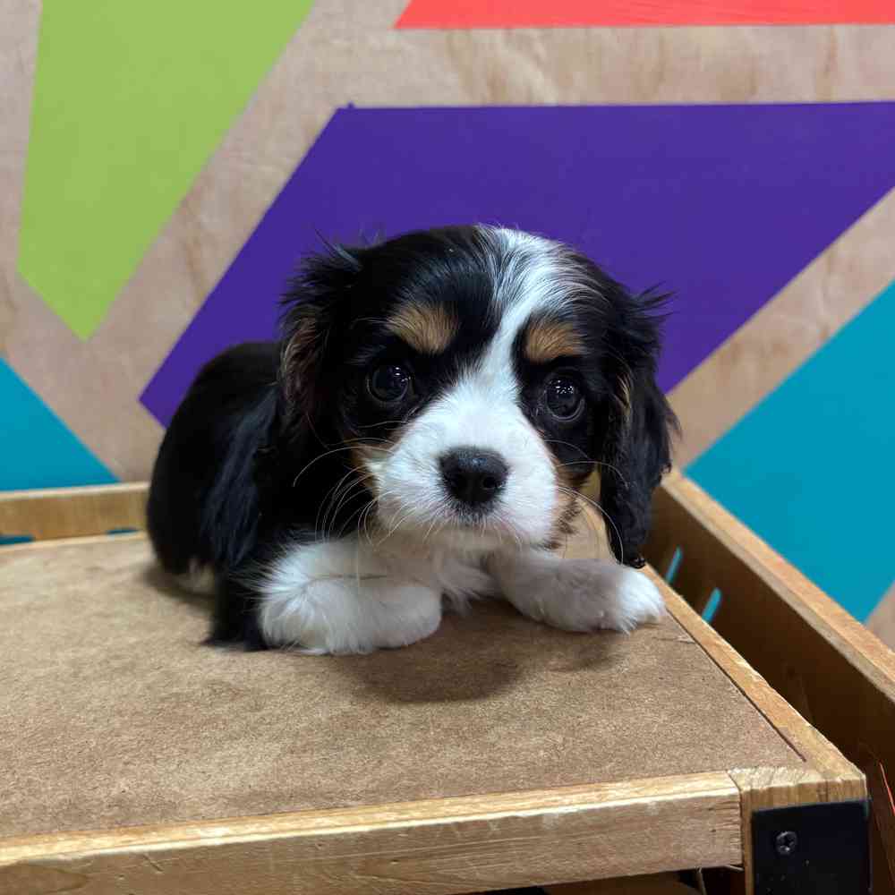 carousel pet images