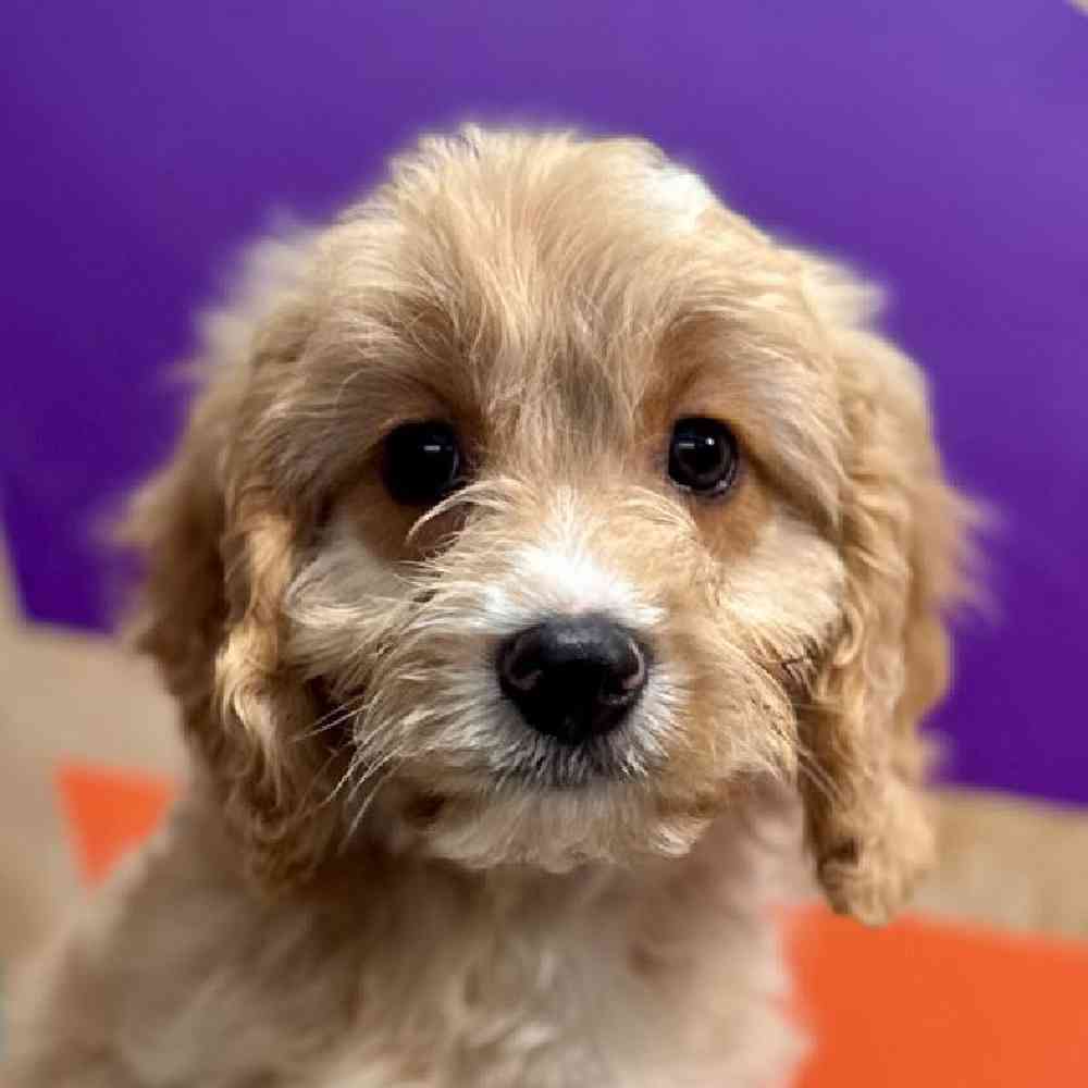 Image of a pet breed in the gallery