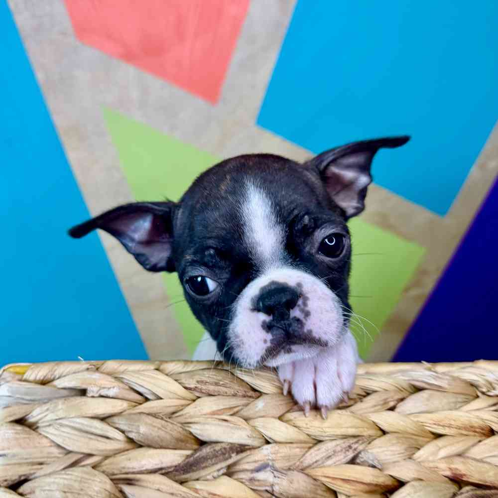 carousel pet images