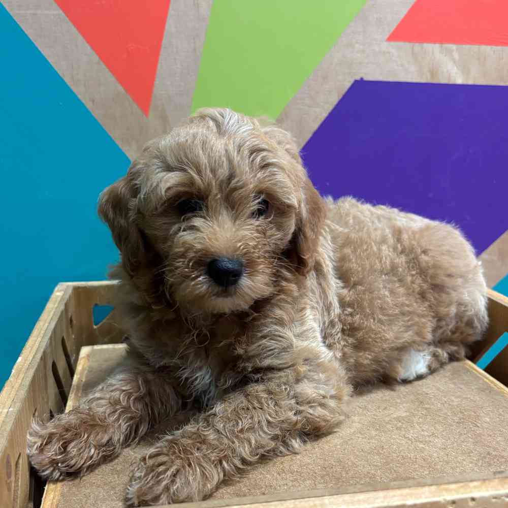 carousel pet images
