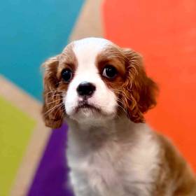 Cavalier King Charles Spaniel