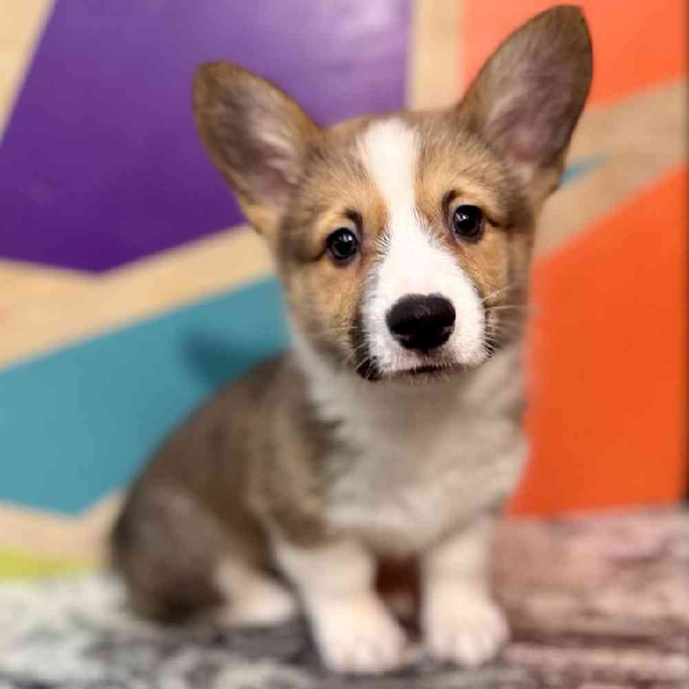 Image of a pet breed in the gallery