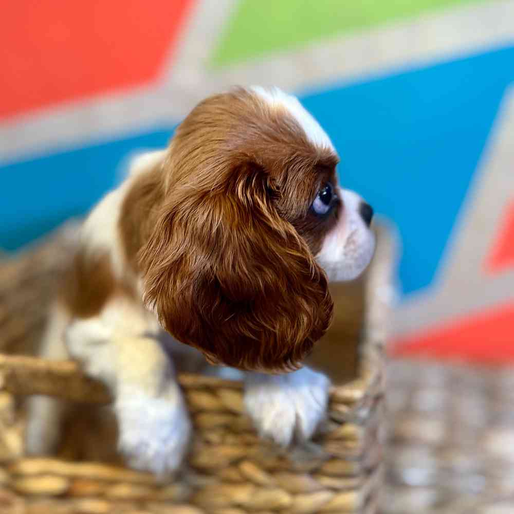 carousel pet images