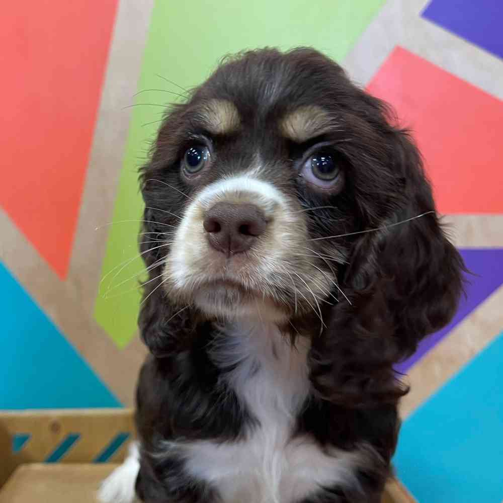 carousel pet images