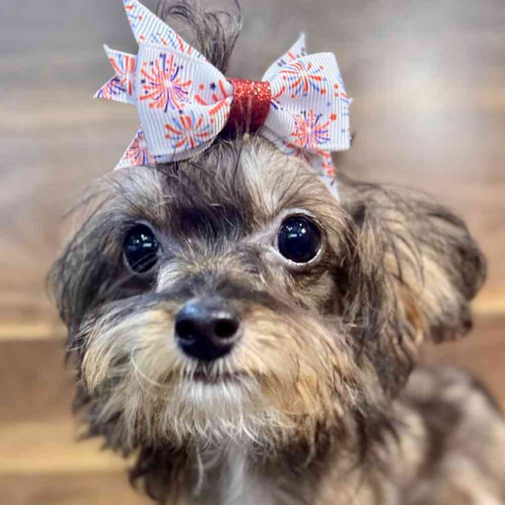 carousel pet images
