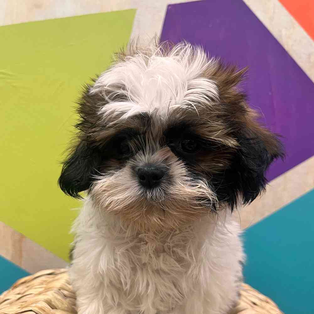 carousel pet images