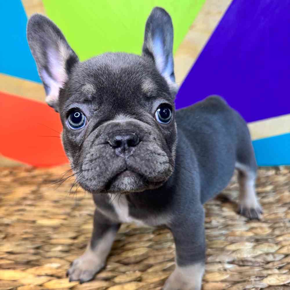 carousel pet images