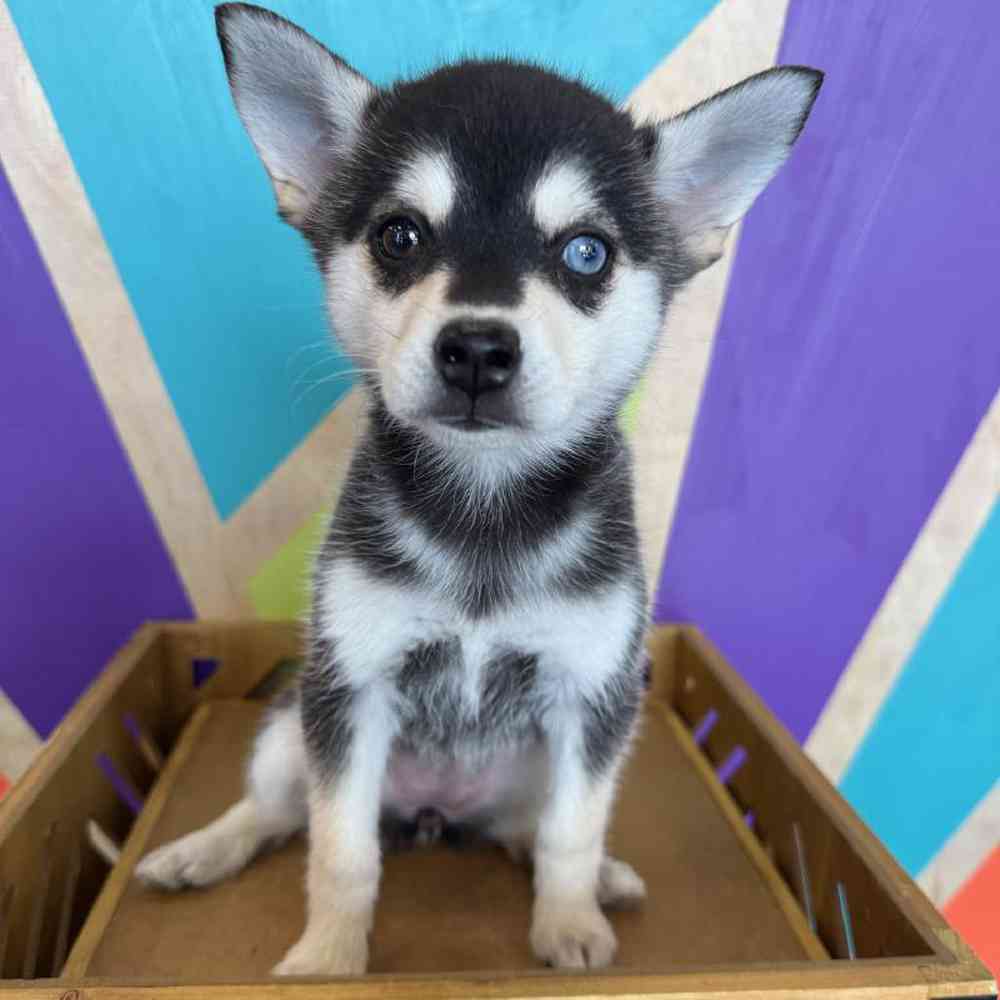 pet breed image