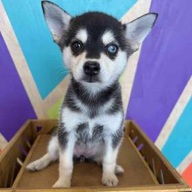 Alaskan Klee Kai