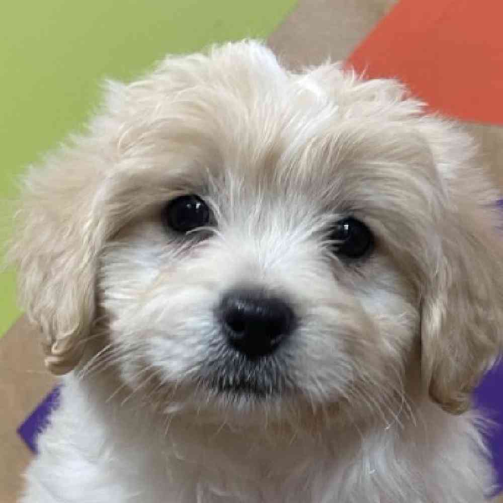 pet breed image