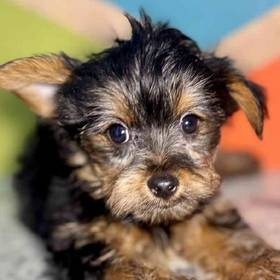 Yorkie