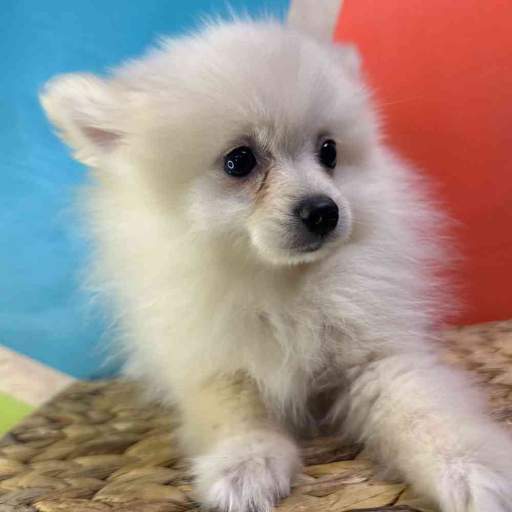 carousel pet images