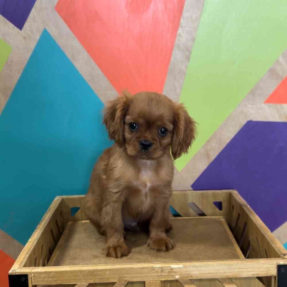 pet breed image