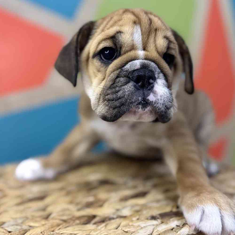 carousel pet images