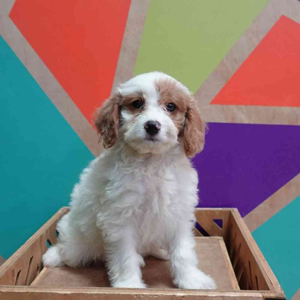 carousel pet images