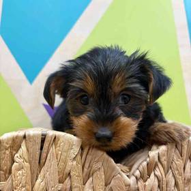 Yorkie
