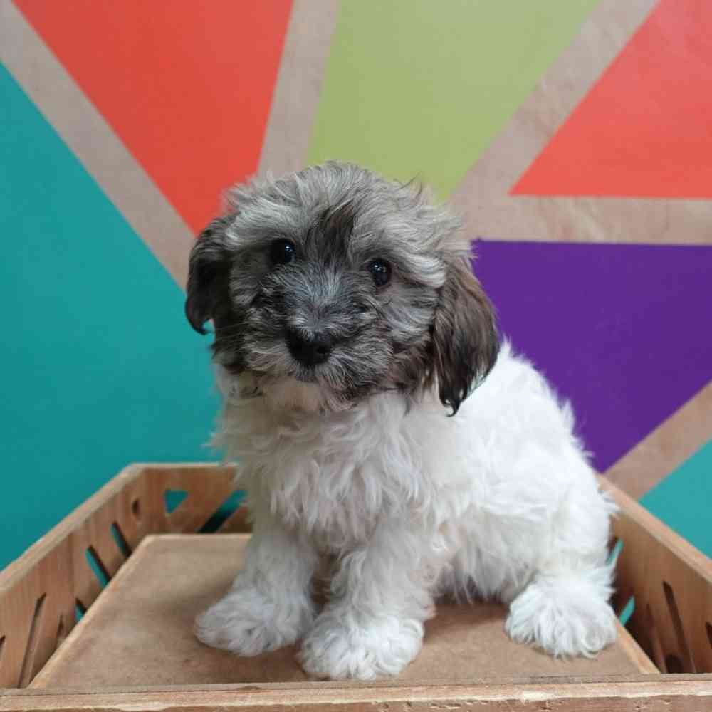 carousel pet images