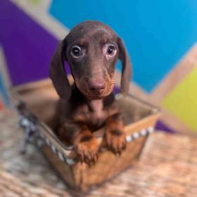 Dachshund