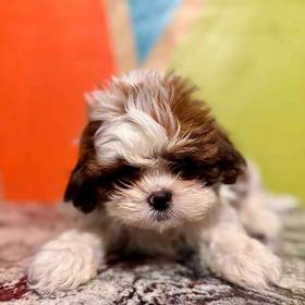 Shih Tzu