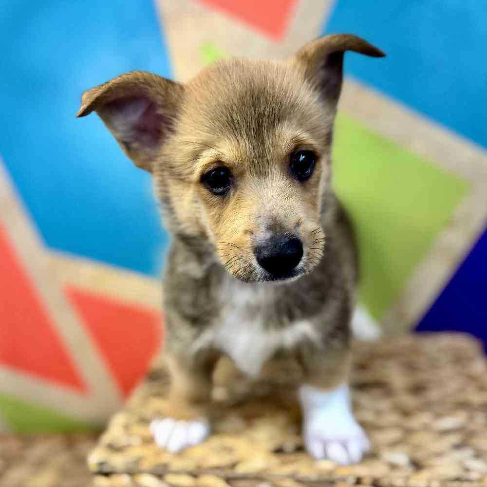 carousel pet images