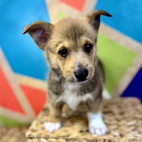 Pembroke Welsh Corgi