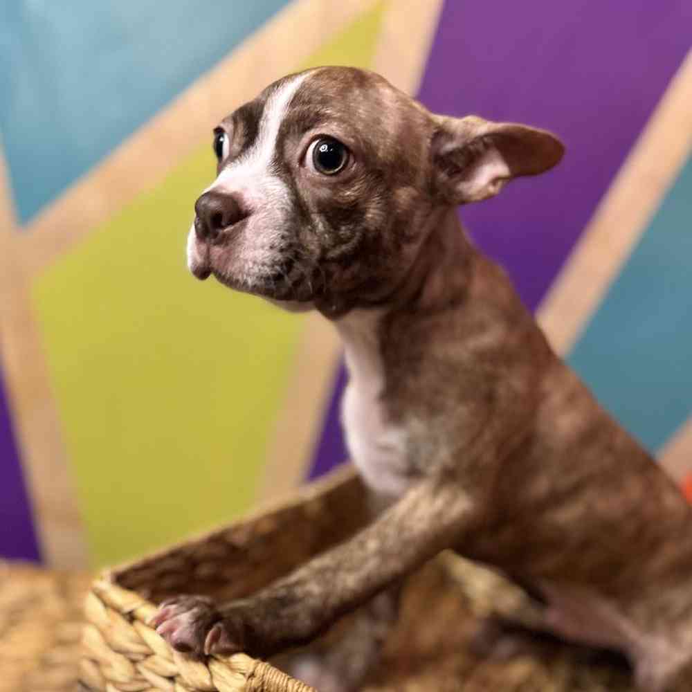 carousel pet images