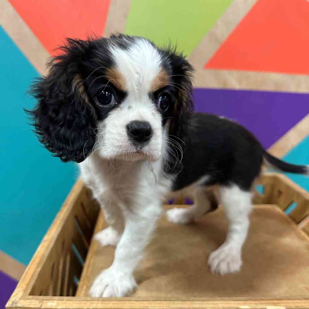 carousel pet images