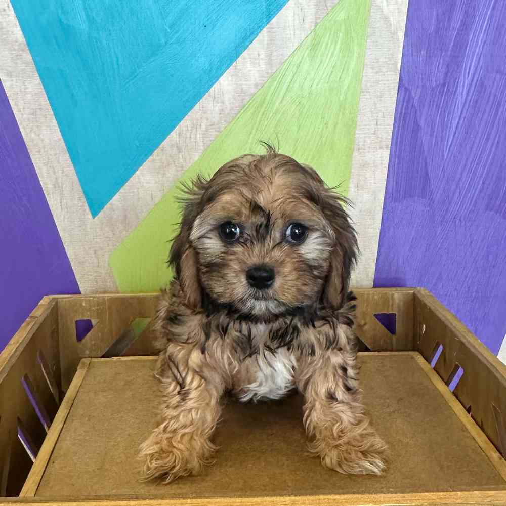 pet breed image