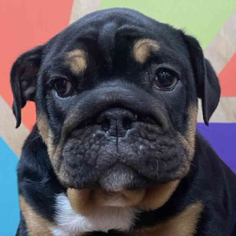 carousel pet images