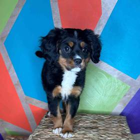 Mini Bernese Mountain Dog