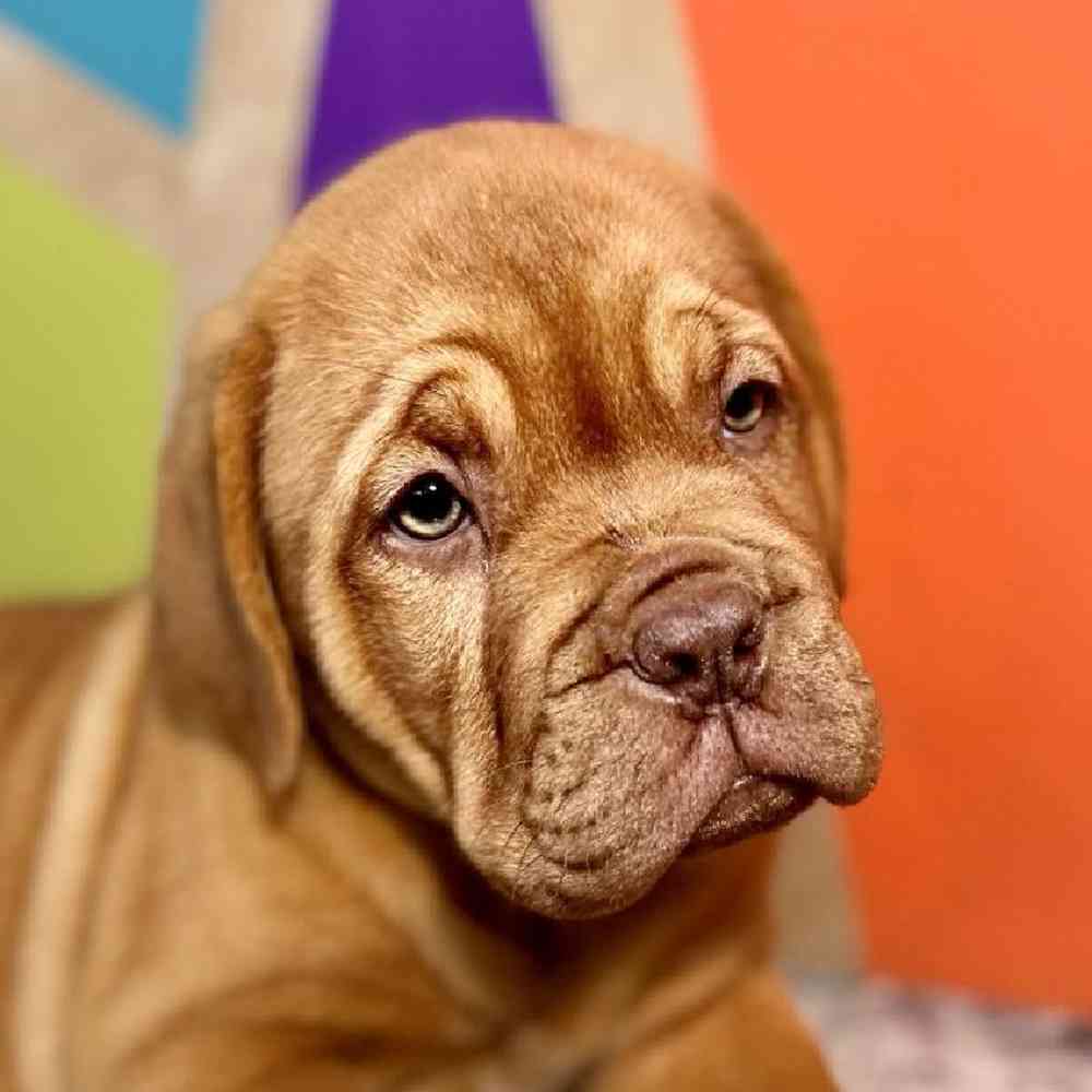 Image of a pet breed in the gallery