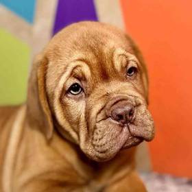 Dogue De Bordeaux