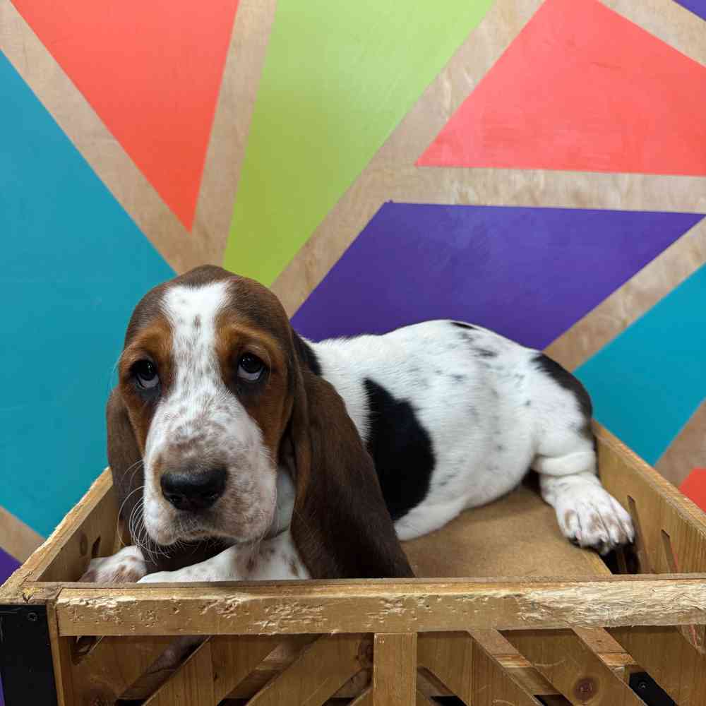 pet breed image