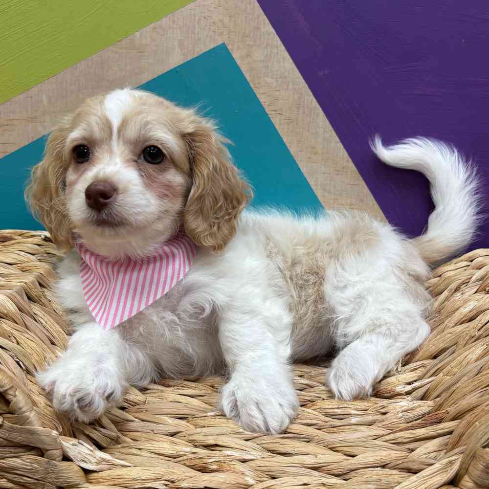 carousel pet images