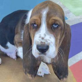 Basset Hound