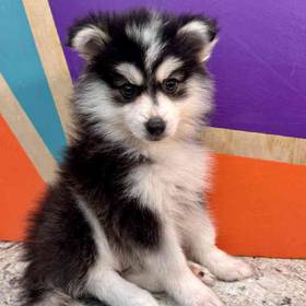 Pomsky