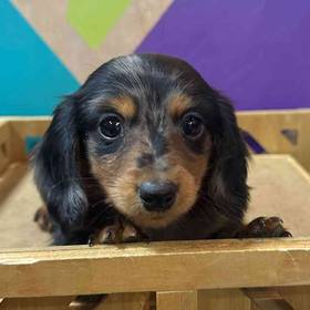 Dachshund