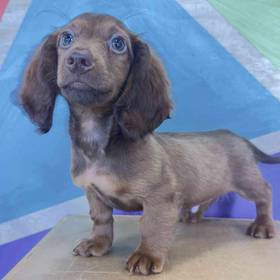 Dachshund