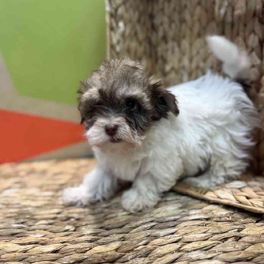 Image of a pet breed in the gallery