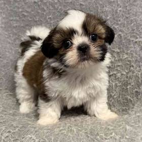 Shih Tzu