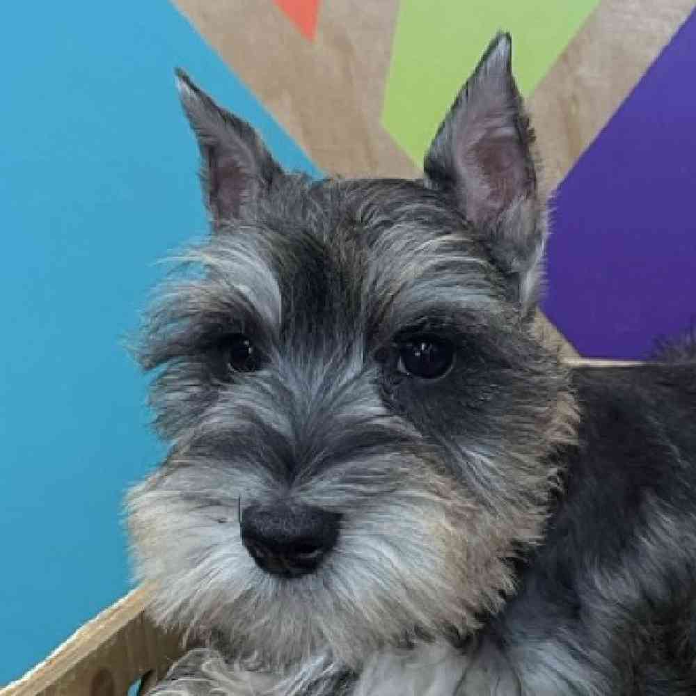 Image of a pet breed in the gallery