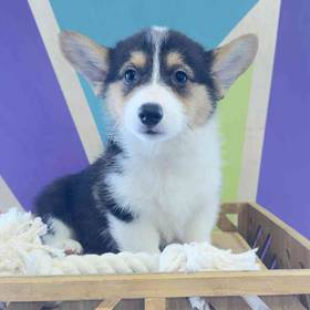 Pembroke Welsh Corgi