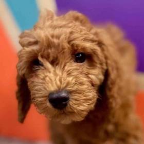 Mini Goldendoodle