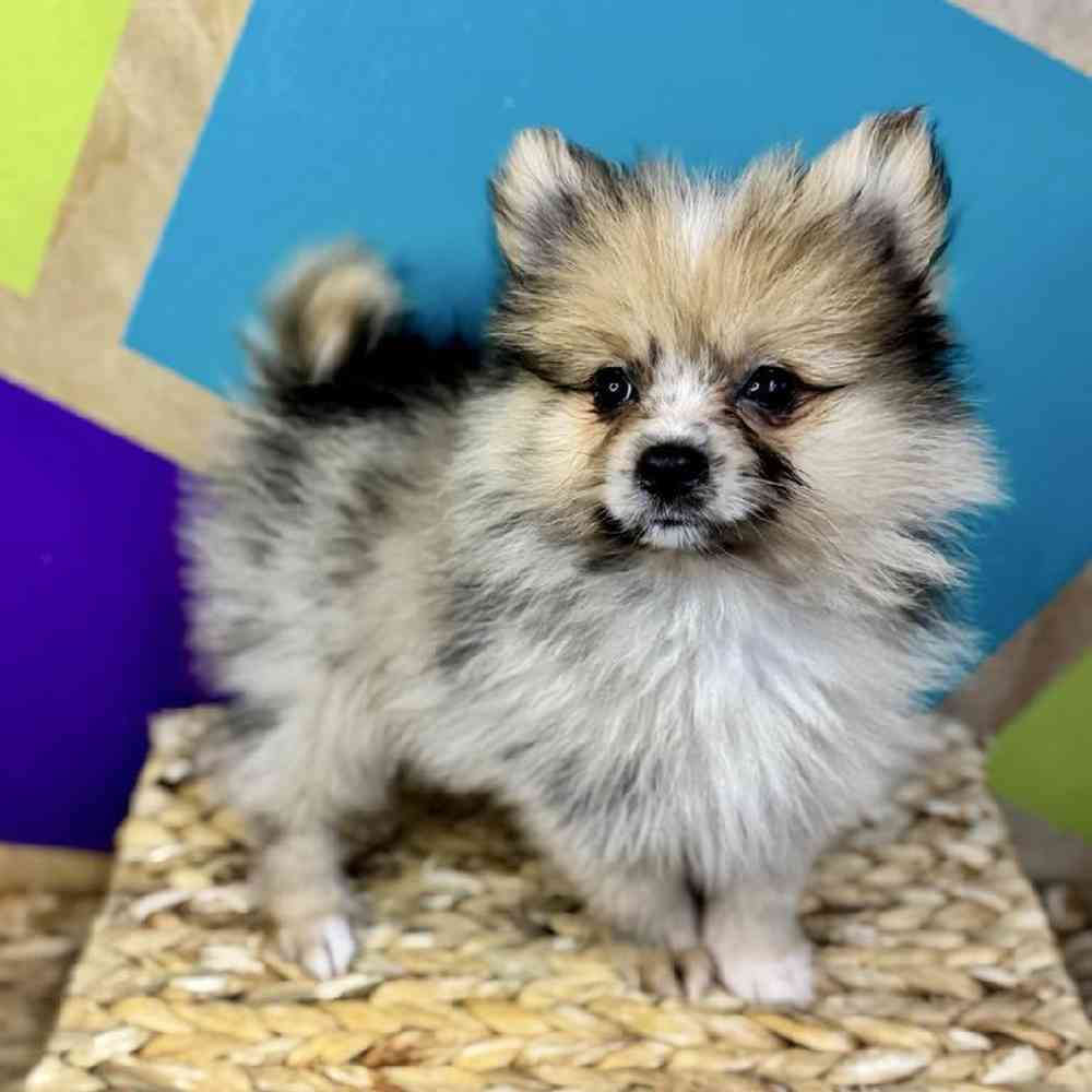 carousel pet images