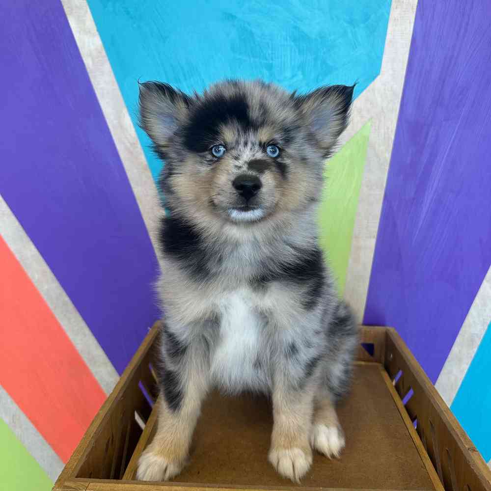 pet breed image
