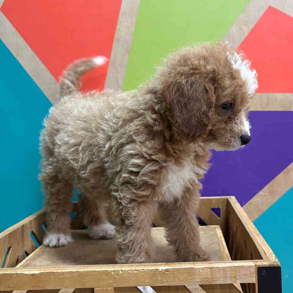 carousel pet images