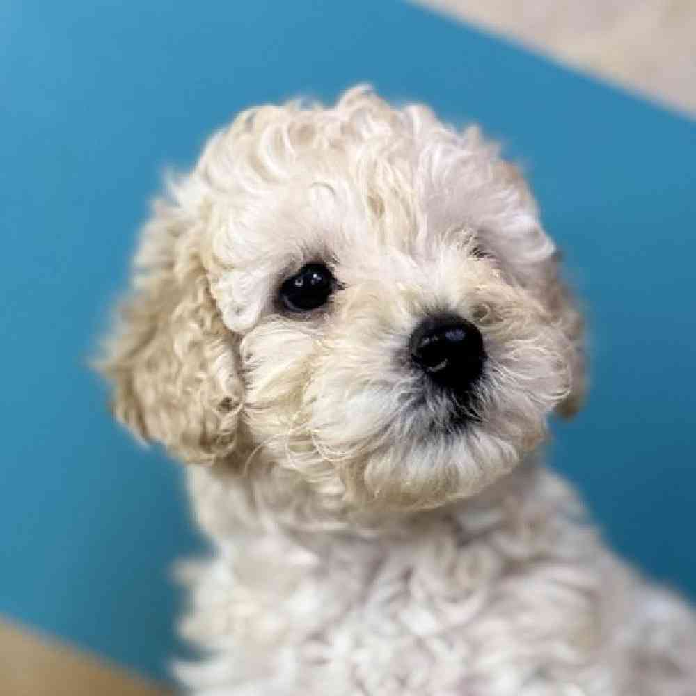 Image of a pet breed in the gallery