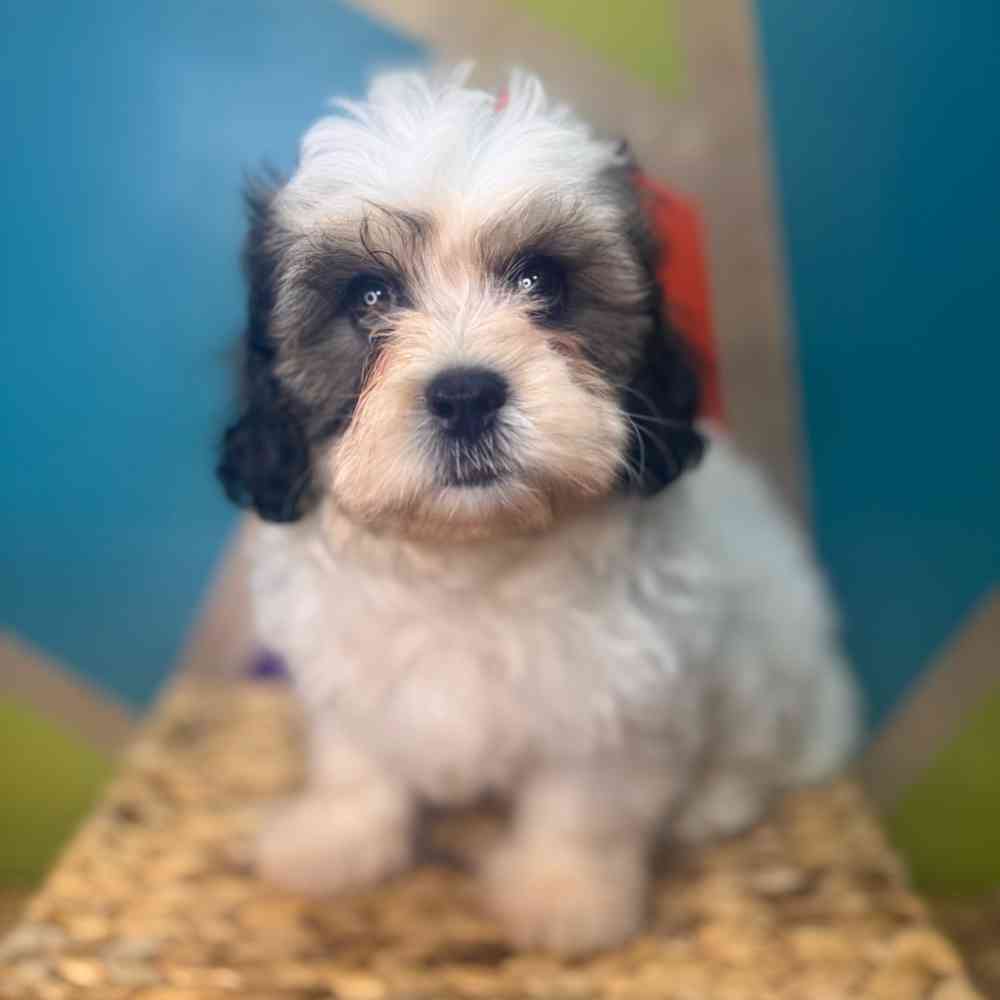carousel pet images